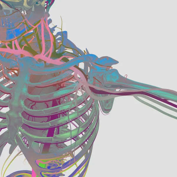 Скелет человека с сосудистой системой — стоковое фото