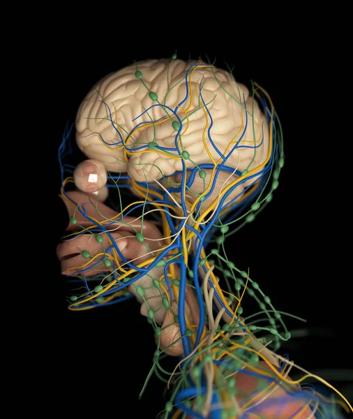 Emberi agy lökés rendszer — Stock Fotó