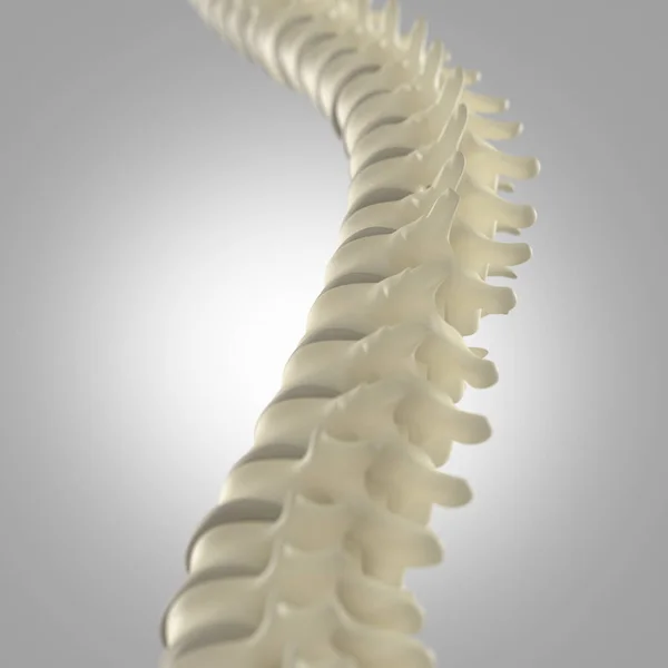 Modelo de columna vertebral humana —  Fotos de Stock