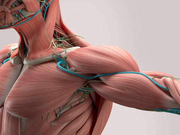 Human shoulder anatomy — Stock Photo, Image