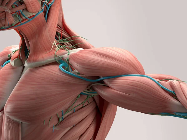 İnsan omuz anatomisi