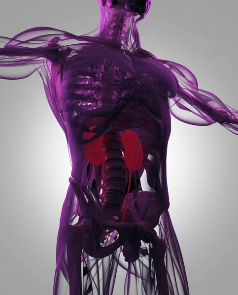 Model człowieka Anatomia nerek — Zdjęcie stockowe
