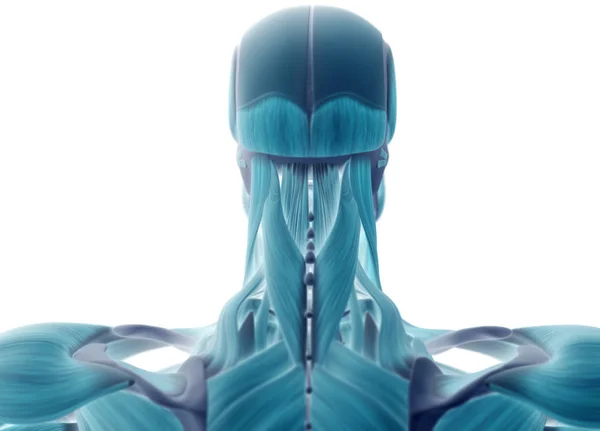 Human Head Anatomy Back View Stock Images Page Everypixel