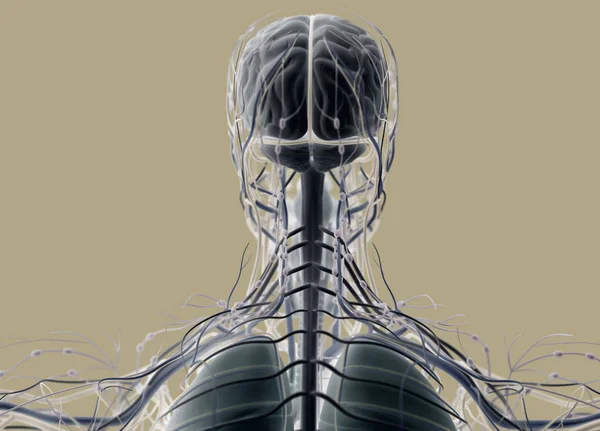 Anatomie de la tête humaine vue arrière — Photo