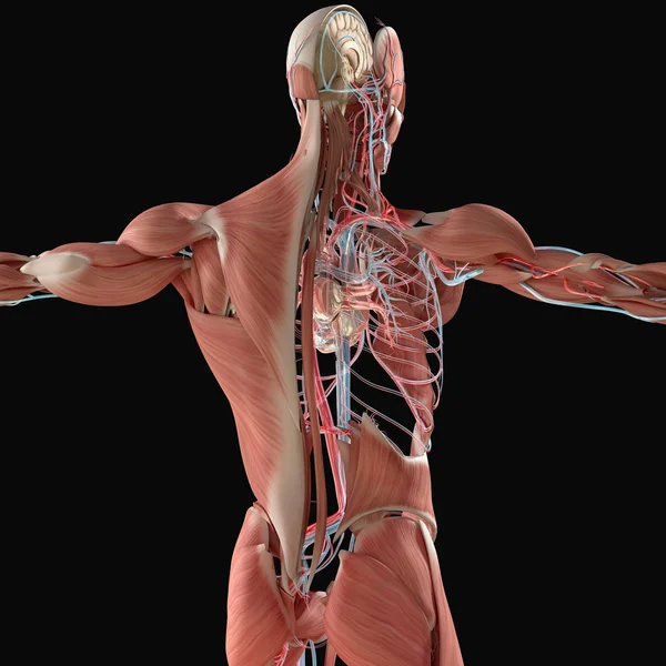 Model Anatomia układu mięśni i naczyń — Zdjęcie stockowe