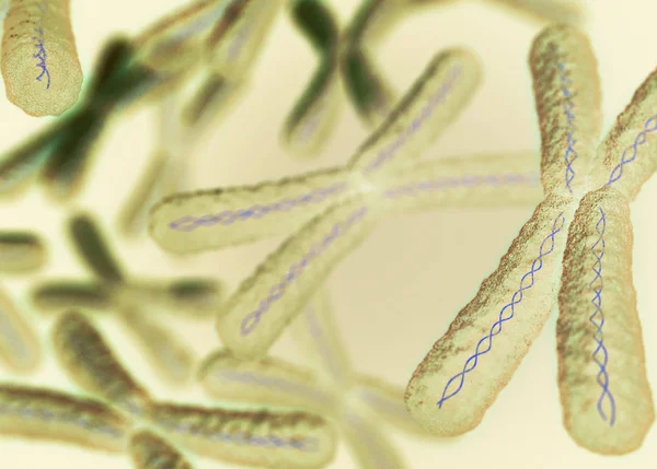 Kromozomlar X mikroskobik modelleri — Stok fotoğraf