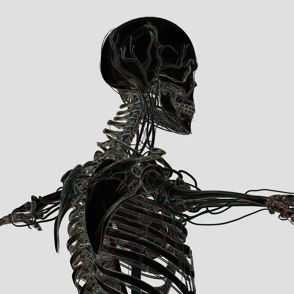 Menschliches Skelett mit Gefäßsystem, — Stockfoto