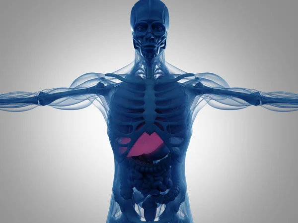 Model anatomi manusia — Stok Foto