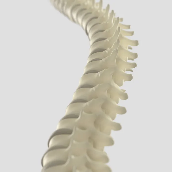 Modelo da coluna vertebral humana — Fotografia de Stock