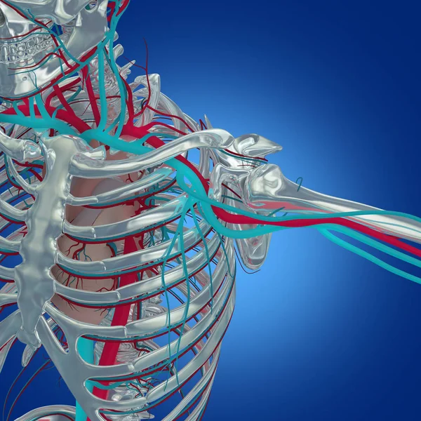 Esqueleto humano com sistema vascular — Fotografia de Stock