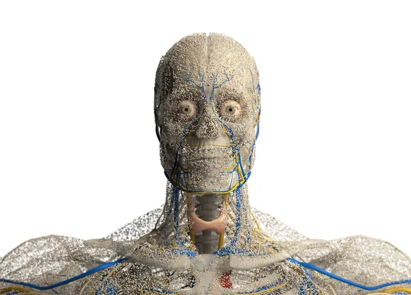 Testa anatomica umana — Foto Stock