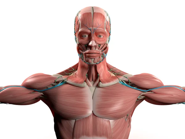 人体解剖モデル — ストック写真