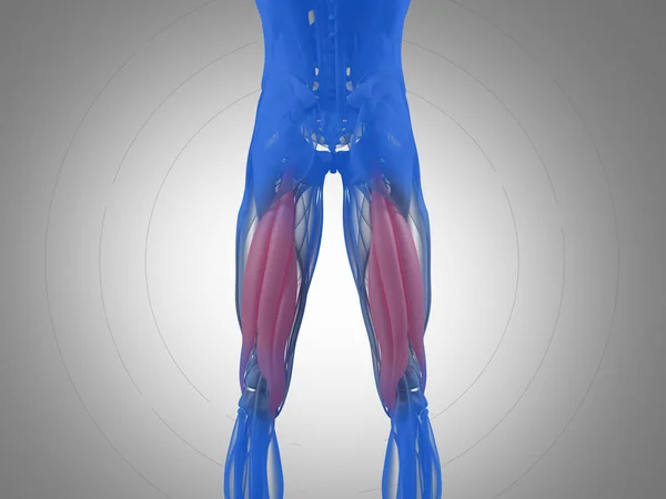 Modelo de anatomía de grupo muscular isquiotibial — Foto de Stock