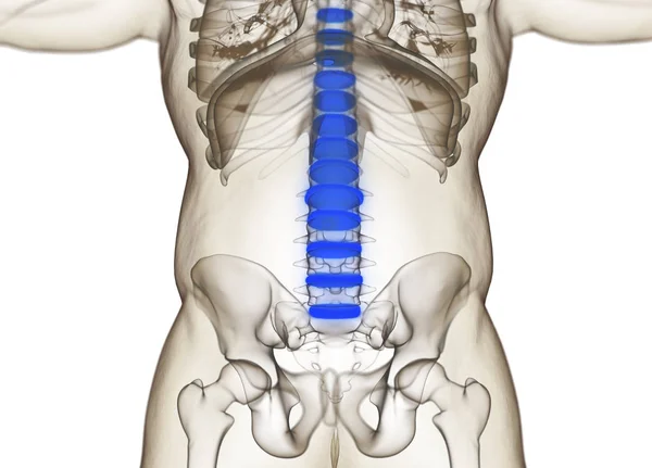 Modelo de anatomía de discos vertebrales humanos —  Fotos de Stock