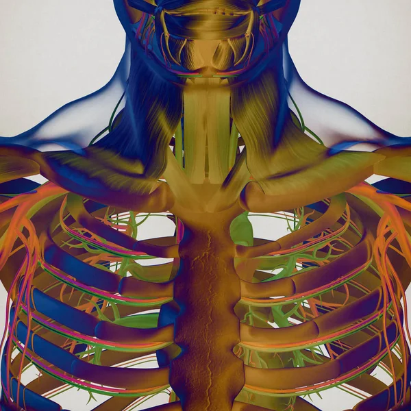 Modello anatomico di gabbia toracica umana — Foto Stock