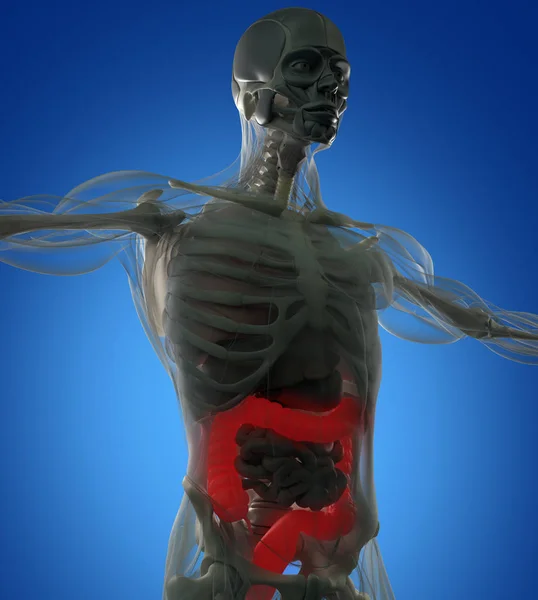 Modelo de anatomía del colon humano —  Fotos de Stock