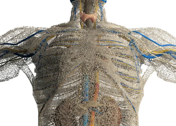 Male chest anatomy model — Stock Photo, Image