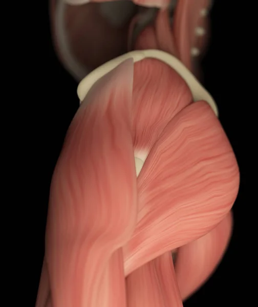 Muskulatur des menschlichen Oberschenkels — Stockfoto