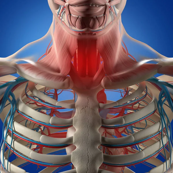 Modello anatomico di gabbia toracica umana — Foto Stock