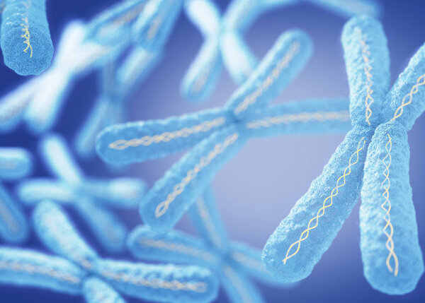Chromosomes X microscopic models