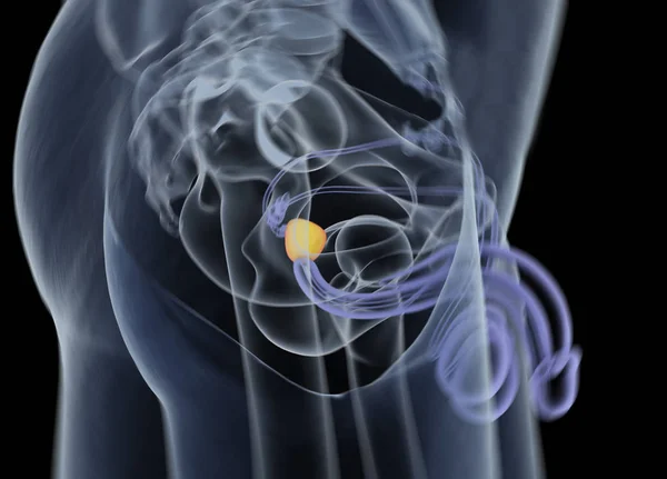 Modelo de anatomia da próstata — Fotografia de Stock