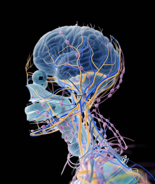 İnsan beyni itici sistem