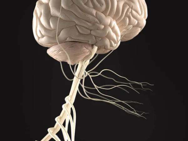 Emberi agy anatómia modell — Stock Fotó