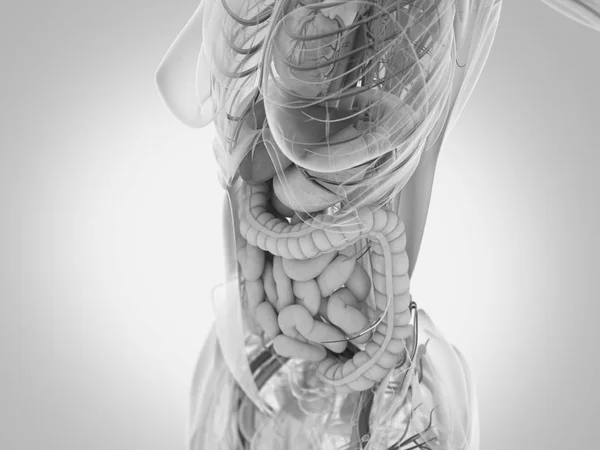 Anatomia kobiety tułowia — Zdjęcie stockowe
