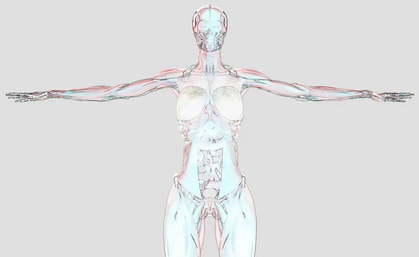 Anatomie du corps féminin — Photo