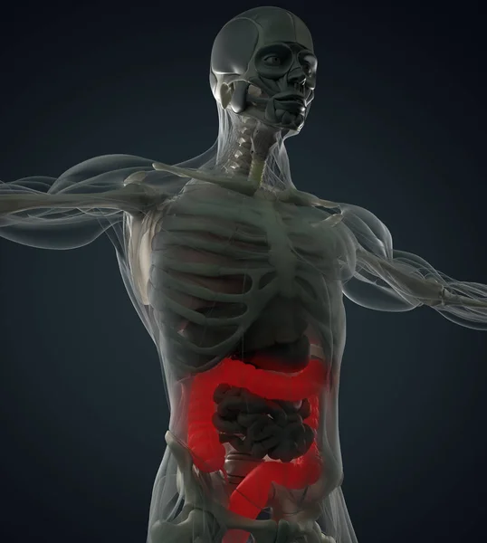 Human colon anatomy model — Stock Photo, Image