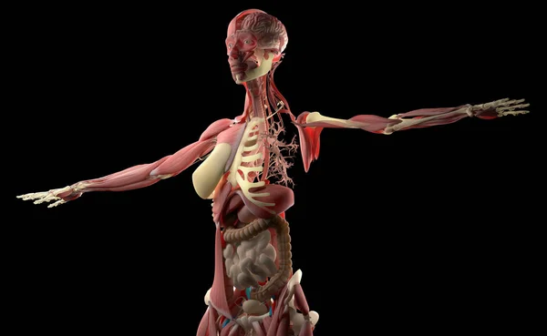 女性の身体の解剖学 — ストック写真