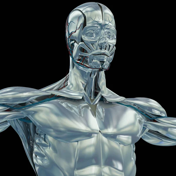 Chrome human anatomy model — Stock Photo, Image