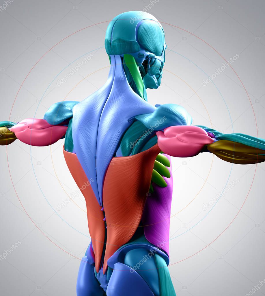 male torso back muscles