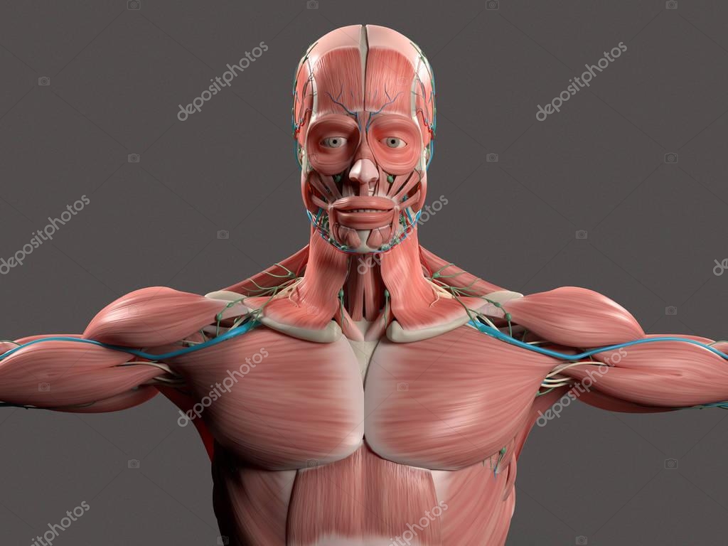 Modelo de anatomia humana fotos, imagens de © AnatomyInsider #128998754