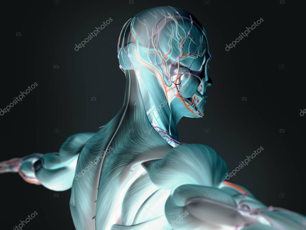 Human upper back anatomy model Stock Photo by ©AnatomyInsider 128999976
