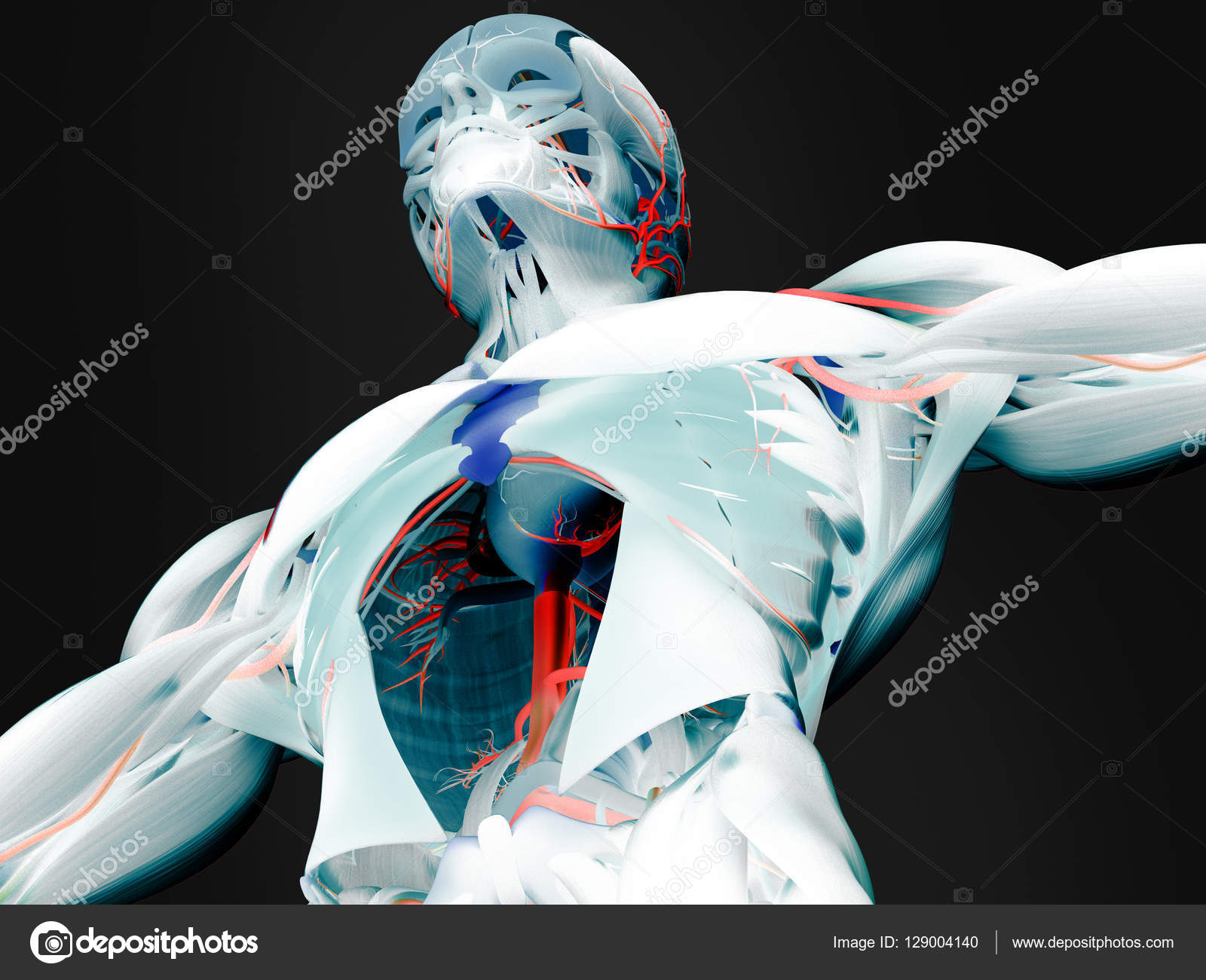 Human torso anatomy model Stock Photo by ©AnatomyInsider 129004140 Biology Diagrams