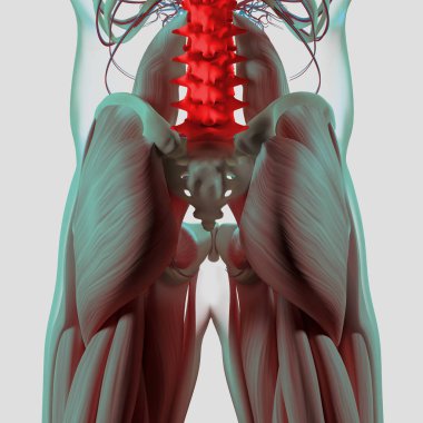 İnsan omurga ve leğen kemiği anatomisi modeli