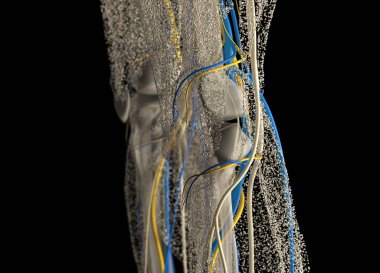 insan diz anatomisi ayrıntıları