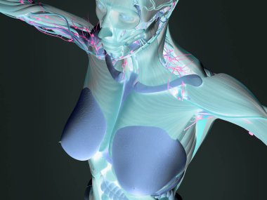 kadın vücudu anatomisi