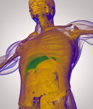 insan anatomisi modeli
