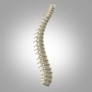 Human spine model clipart