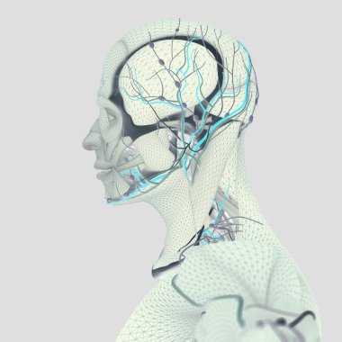 İnsan anatomisi, beyin