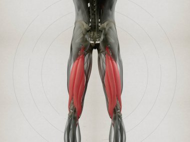 Hamstring kas grubu anatomi modeli