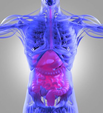 Sindirim sistemi anatomisi modeli