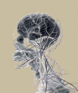 İnsan beyni itici sistem