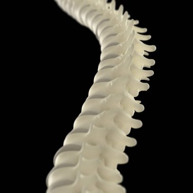 İnsan omurga modeli