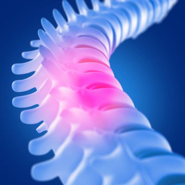 İnsan omurga modeli