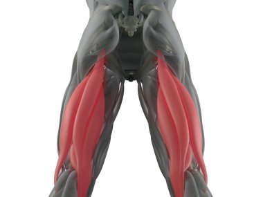 Hamstring kas grubu anatomi modeli