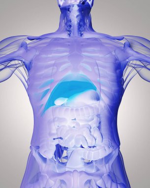 insan anatomisi modeli