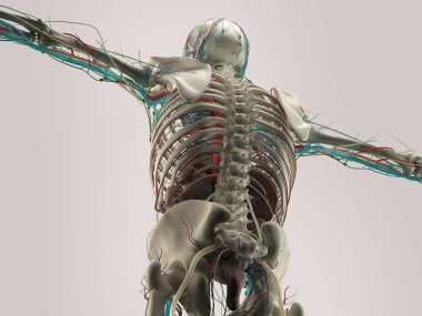 İnsan anatomisi arka modeli